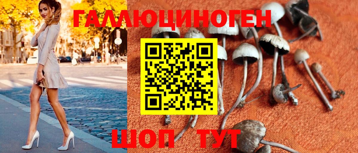 Галлюциногенные грибы Psilocybine cubensis Ейск